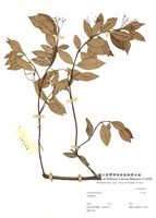 藏品(乳汁藤)的圖片